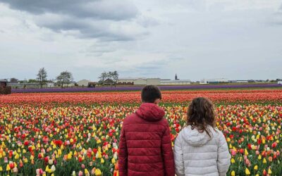 Campo de tulipanes. Paises bajos con niños ©objetivo Camper 2025